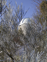 Hoher List, 60-cm-Teleskop